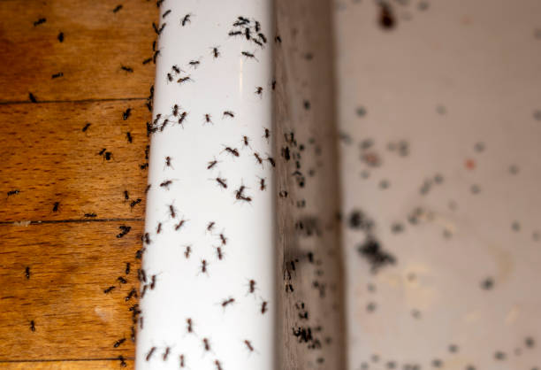 Best Mosquito Control Services  in Elk Mound, WI